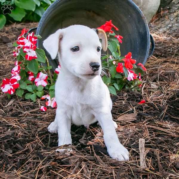 Nickel, Jack-A-Ranian Puppy